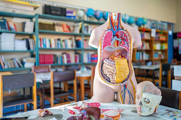 School of Health & Medical Sciences